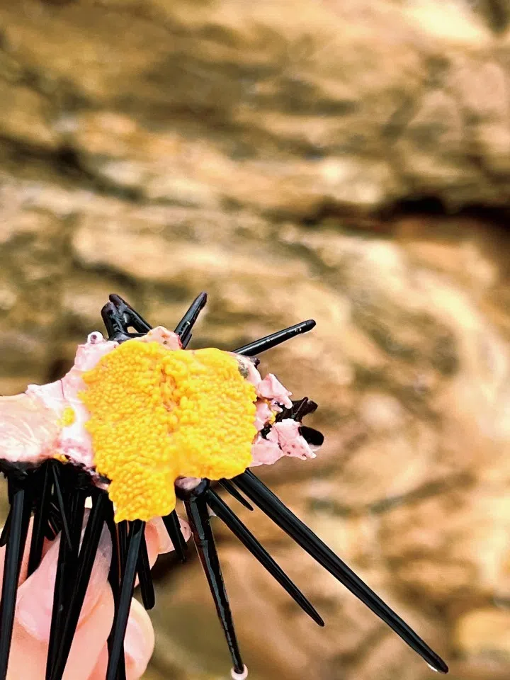 Sea urchins can sometimes be found washed ashore on certain beaches, especially after very windy weather.