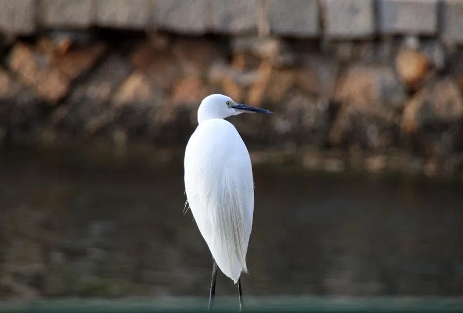 A white egret on a lake shore in Xiamen, China. (iStock)
