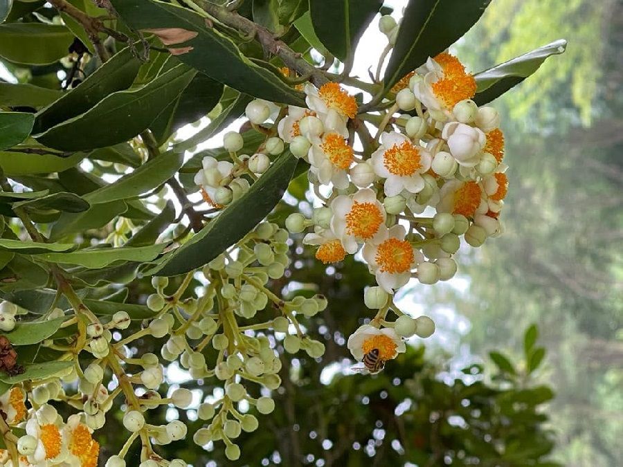 The blooming Calophyllum blancoi. (Facebook/蔣勳)