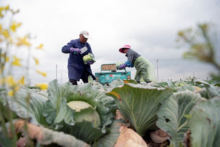 Farmers harvest vegetables at a farm in a village in Haian, Jiangsu province, China on 19 April 2020. (China Daily via Reuters)