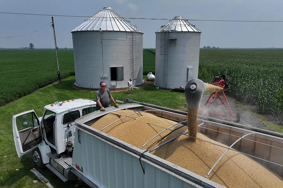 An aerial view shows soybeans being loaded from grain bins into a truck so they can be hauled to an elevator and sold on 1 August 2025 in Dwight, Illinois.