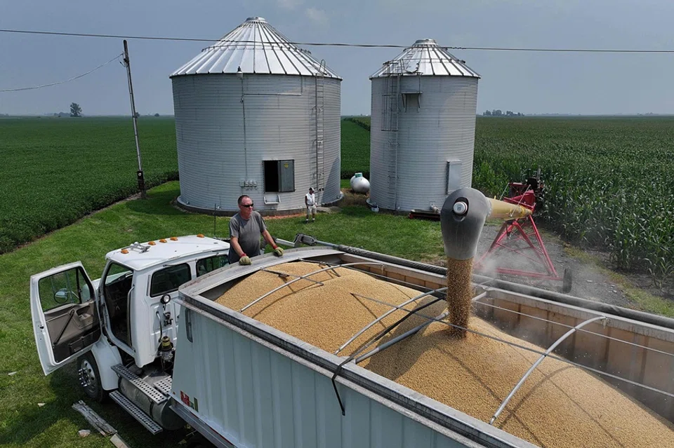 An aerial view shows soybeans being loaded from grain bins into a truck so they can be hauled to an elevator and sold on 1 August 2025 in Dwight, Illinois. (Scott Olson/Getty Images via AFP)