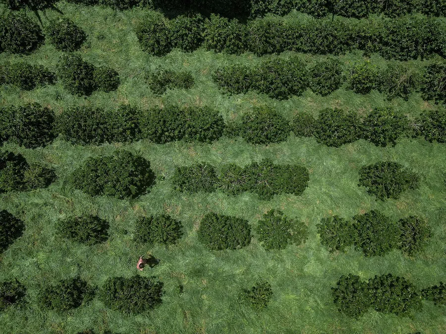 Aerial view of organic coffee plantations in Divinolandia, some 270 km northeast of Sao Paulo, Brazil, on 10 January 2025. (Nelson Almeida/AFP)