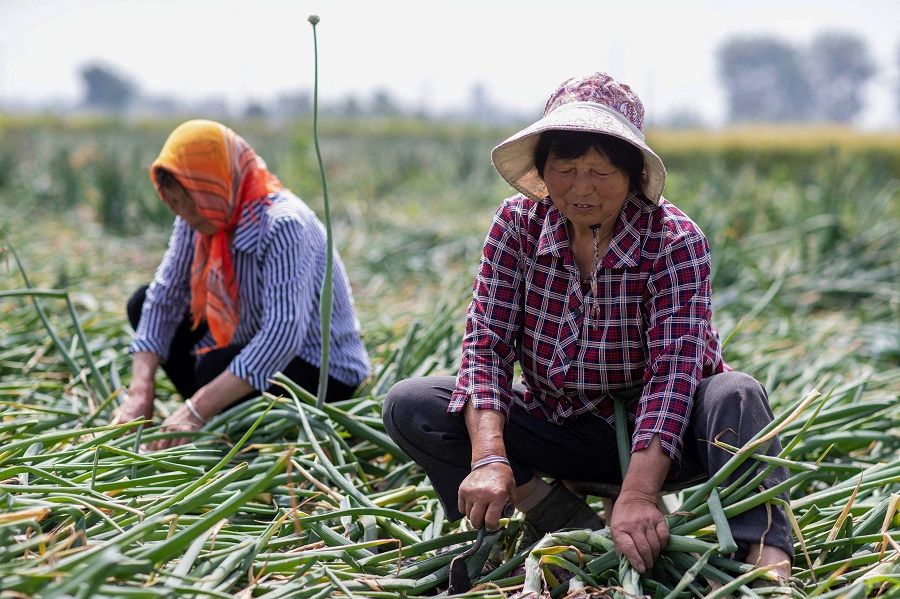This photo shows farmers harvesting onions in a field in Taizhou, Jiangsu province, China, on 21 May 2023. (AFP)