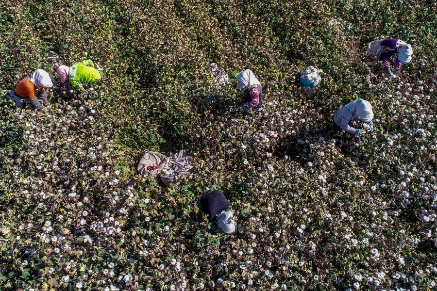 This file photo taken on 14 October 2018 shows farmers picking cotton in a field in Hami in China's northwestern Xinjiang region. (STR/AFP)