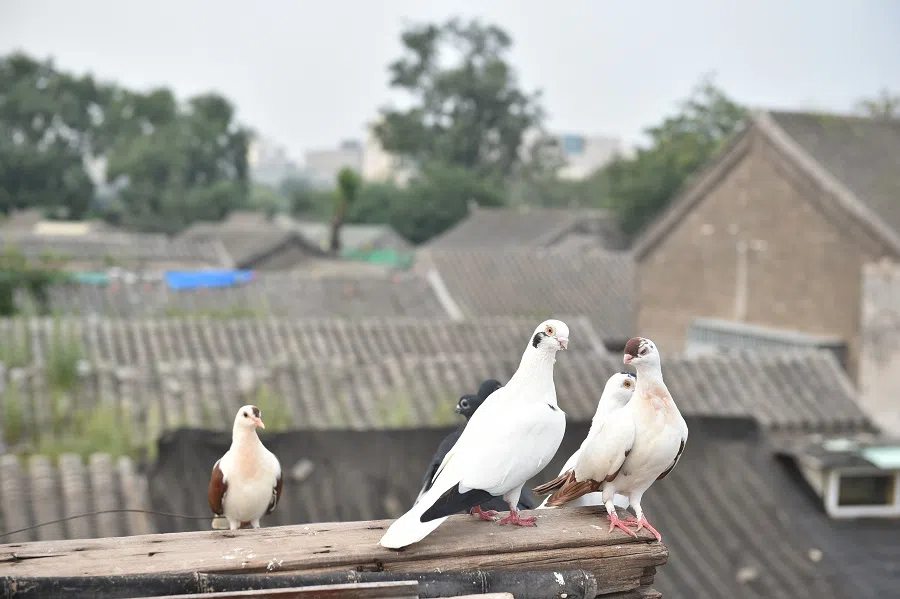 Rearing pigeons is a hobby that many old Beijingers living in hutong practice. (Photo: Li Shanyi)