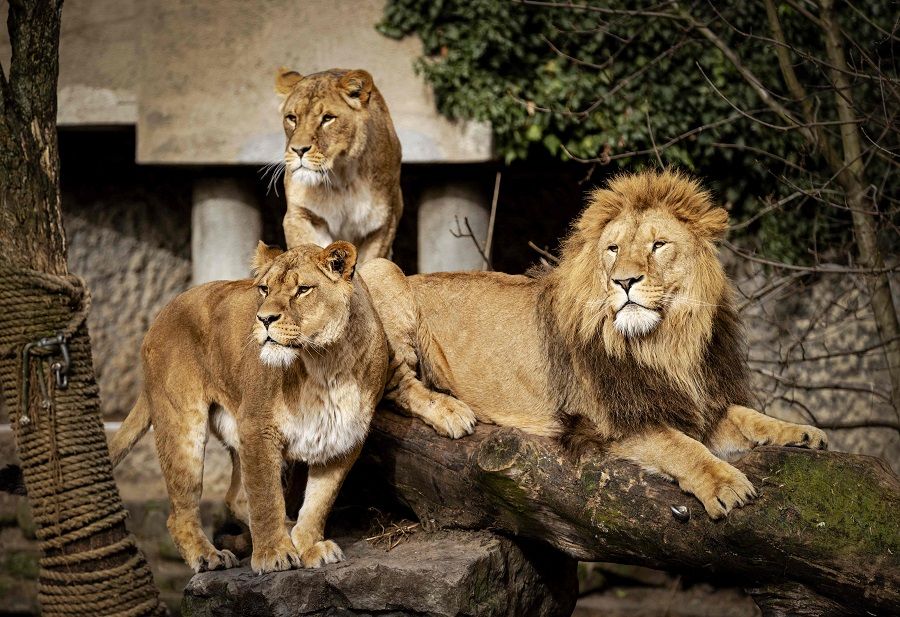 A lion and lionesses gather in their enclosure at Artis Zoo (Natura Artis Magistra), in Amsterdam, Netherlands, on 22 February 2021. (Robin van Lonkhuijsen/ANP/AFP)