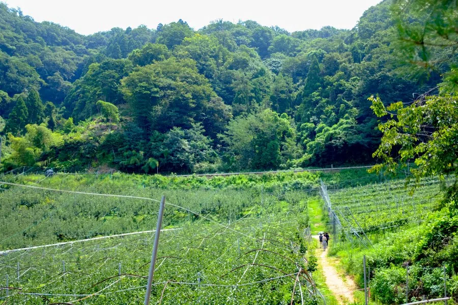 A pear farm in Tottori prefecture, Japan, March 2019. (SPH)