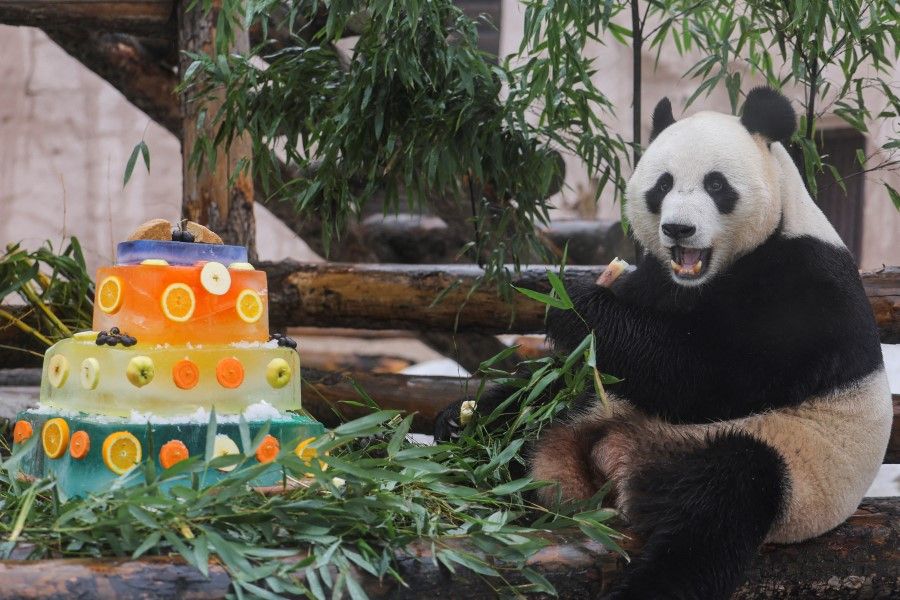 Ru Yi, a male giant panda, enjoys a specially-decorated meal to mark International Panda Day at a zoo in Moscow, Russia, 16 March 2023. (Evgenia Novozhenina/Reuters)