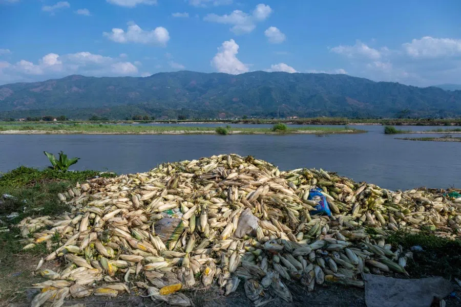 This photo taken on 15 May 2020 shows corn produced near the town of Muse, Myanmar. (Phyo Maung Maung/AFP)