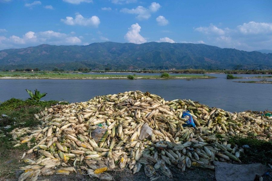 This photo taken on 15 May 2020 shows corn produced near the town of Muse, Myanmar. (Phyo Maung Maung/AFP)