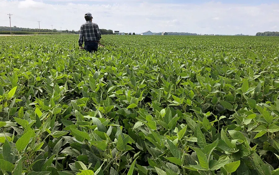 A crop scout walks through a soybean field to check on crops during the Pro Farmer 2019 Midwest Crop Tour, in Allen County, Indiana, US, 19 August 2019. (P.J. Huffstutter/Reuters)