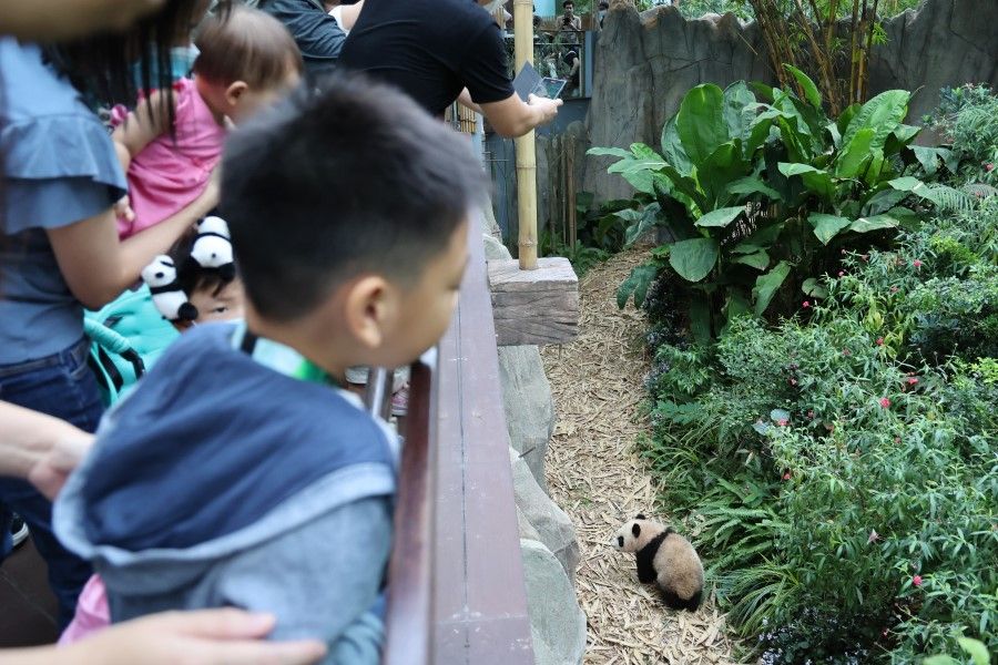 Le Le the baby panda makes his public debut, 10 March 2022. He was born in August 2021 to Kai Kai and Jia Jia, leased to Singapore in 2012. (SPH Media)