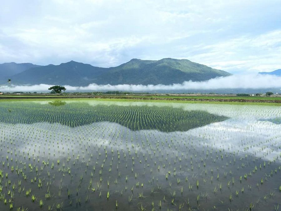 Recently transplanted rice seedlings on a paddy field in Chishang.