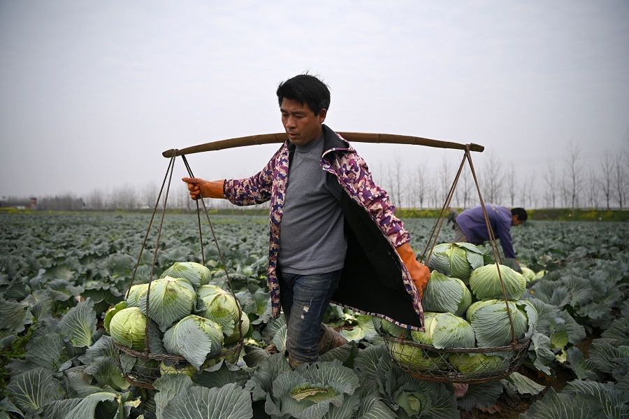A farmer harvests cabbage at Huarong county in Hunan province, at the border of Hubei on 5 March 2020. (Noel Celis/AFP)