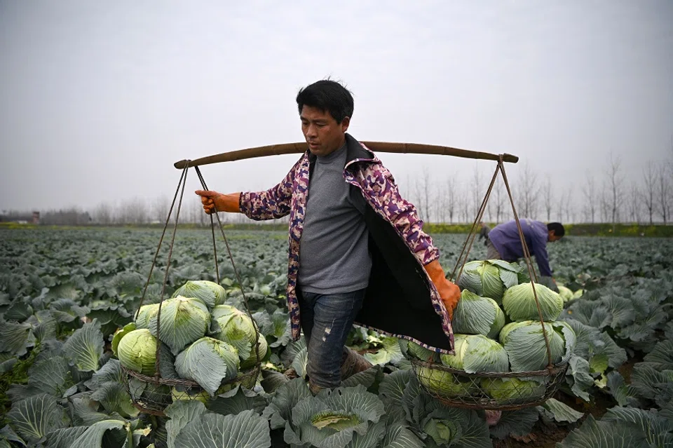 A farmer harvests cabbage at Huarong county in Hunan province, at the border of Hubei on 5 March 2020. (Noel Celis/AFP)