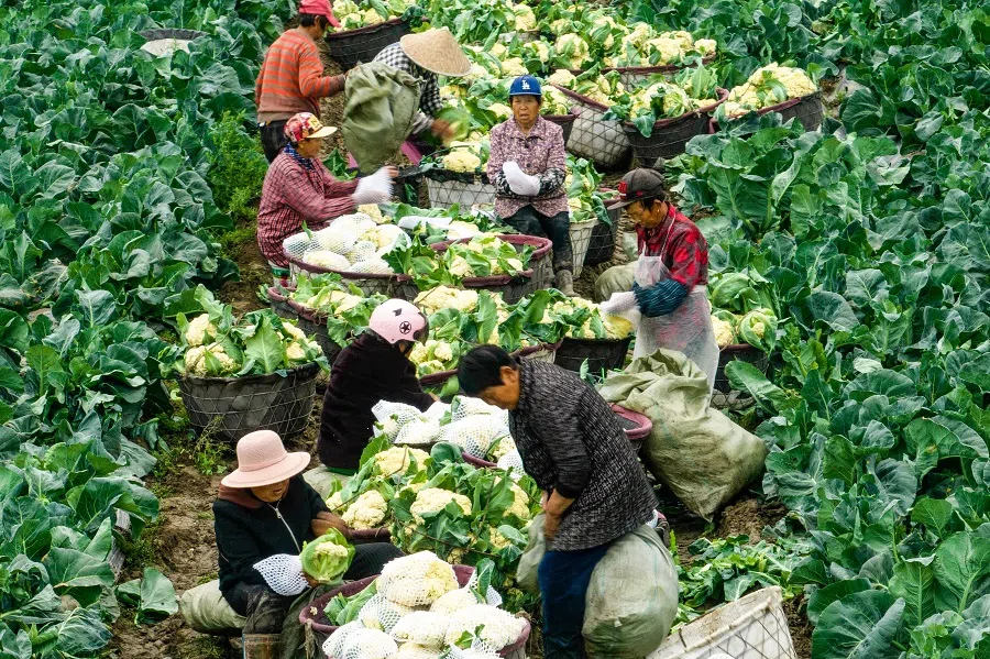 This photo taken on 5 May 2023 shows farmers harvesting cauliflowers in a field in Taizhou, Jiangsu province, China. (AFP)
