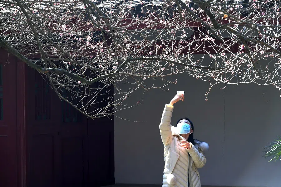 A woman takes a photo of a plum tree in Fuzhou, Fujian province, China, 18 January 2021. (CNS)