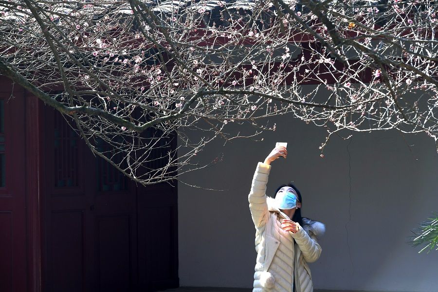 A woman takes a photo of a plum tree in Fuzhou, Fujian province, China, 18 January 2021. (CNS)