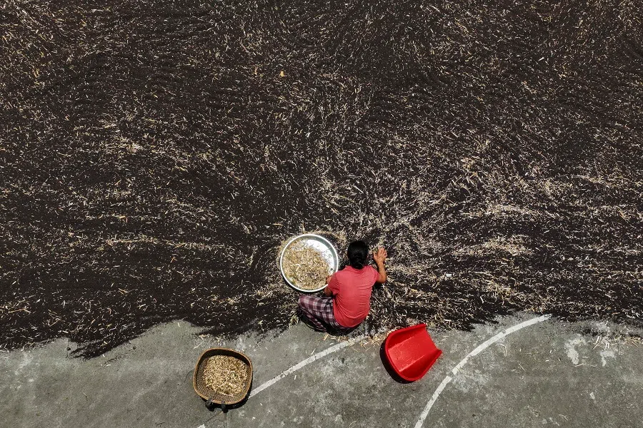 A villager dries rapeseed at a village in Chongqing, China, on 25 May 2025. (AFP)