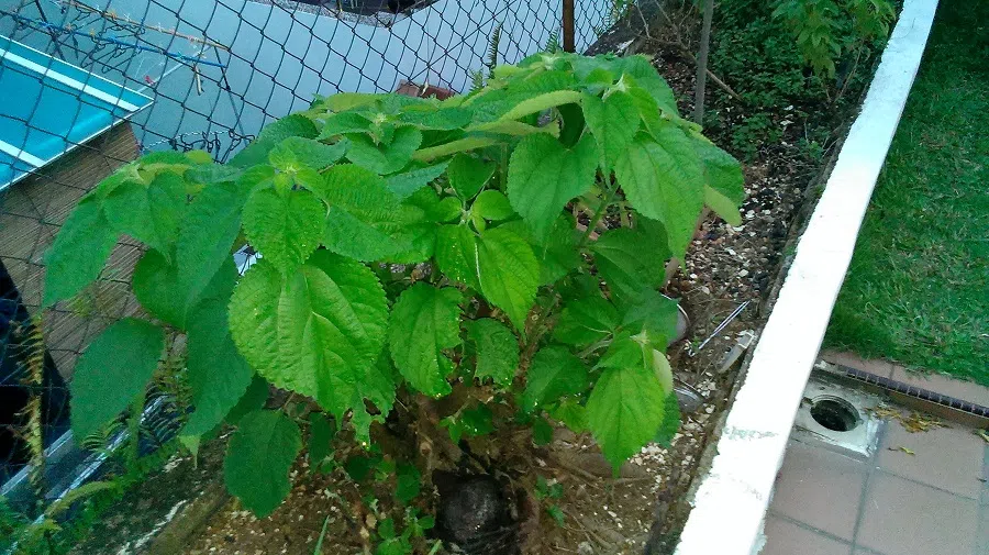 This shrub is botanically known as Boehmeria nivea (Ramie). It yields useful fibre that is used to make string and fabric. (Photo: Ng Choon Hai)