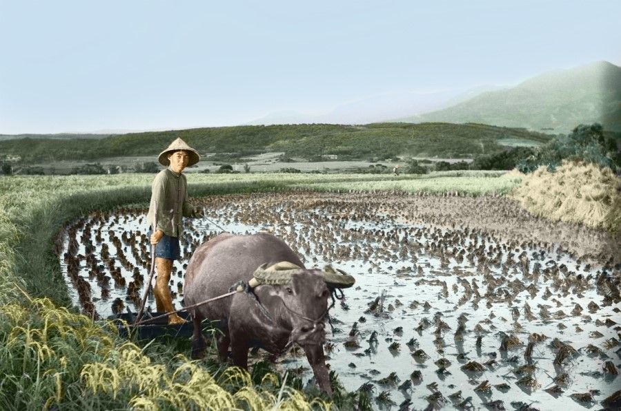 In the 1960s, following the land reform, Taiwan's farming villages grew rapidly, and Taiwan gradually transitioned from agriculture to industrialisation.