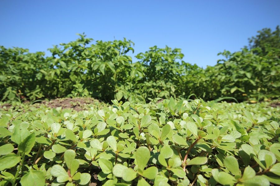 A field of wild purslane ("Baochuan vegetables"). (iStock)
