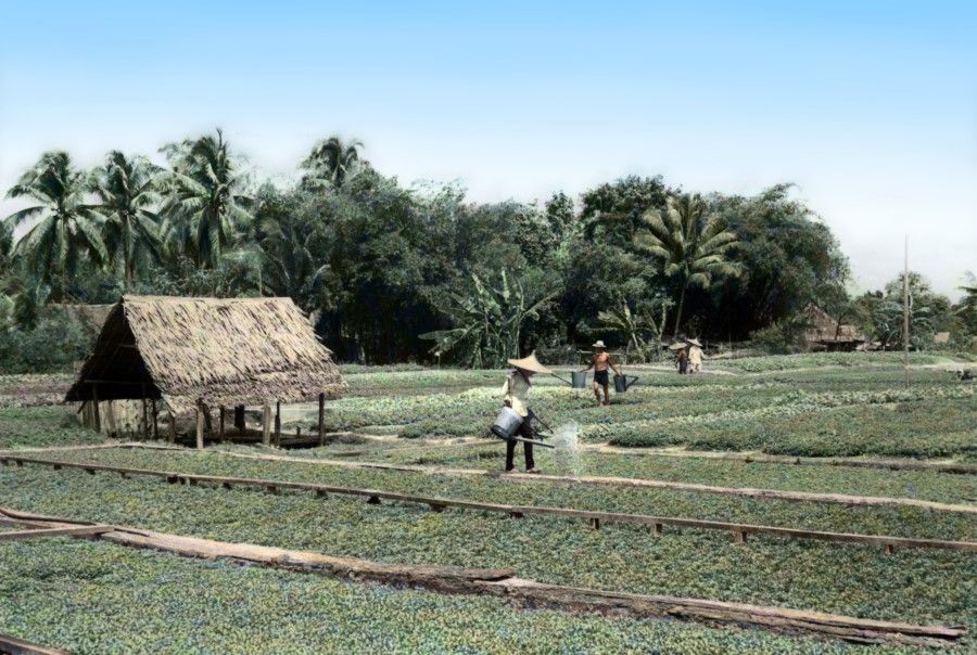 Farmers watering a vegetable farm in Singapore, 1960s. The grass huts on the left are mainly for shade.