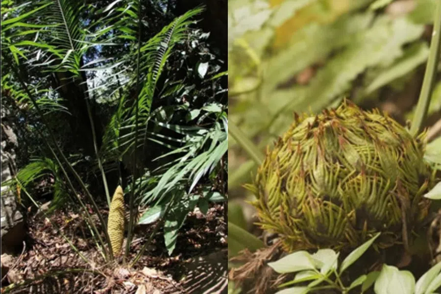 The Cycas chenii, one of the country's rare plants accorded first-grade state protection. (Internet)