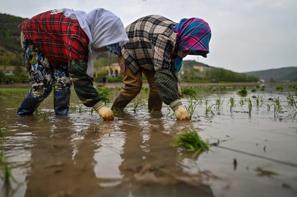 This picture taken during a government organised media tour shows women growing rice in Nanniwan, some 60 km from Yan'an, the headquarters of the Chinese Communist Party from 1936 to 1947, in Shaanxi province on 11 May 2021, ahead of the 100th year of the party's founding in July. (Hector Retamal/AFP)
