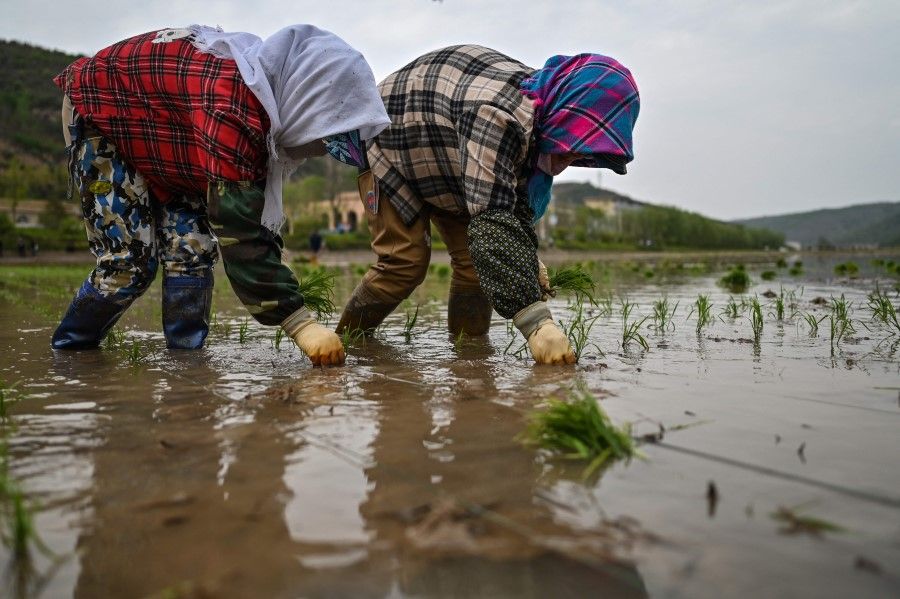 This picture taken during a government organised media tour shows women growing rice in Nanniwan, some 60 km from Yan'an, the headquarters of the Chinese Communist Party from 1936 to 1947, in Shaanxi province on 11 May 2021, ahead of the 100th year of the party's founding in July. (Hector Retamal/AFP)