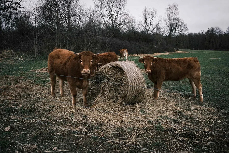 Cows eat fodder in a meadow in Saint-Quentin-Fallavier, near Lyon, France, on 21 February 2024. (Jean-Philippe Ksiazek/AFP)