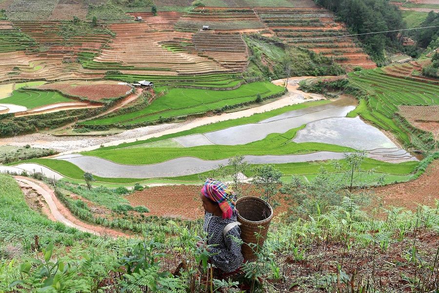 This photograph taken on 1 May 2020 shows an ethnic Hmong woman walking along a hillside in Vietnam's northern agricultural province of Yen Bai. (Nhac Nguyen/AFP)