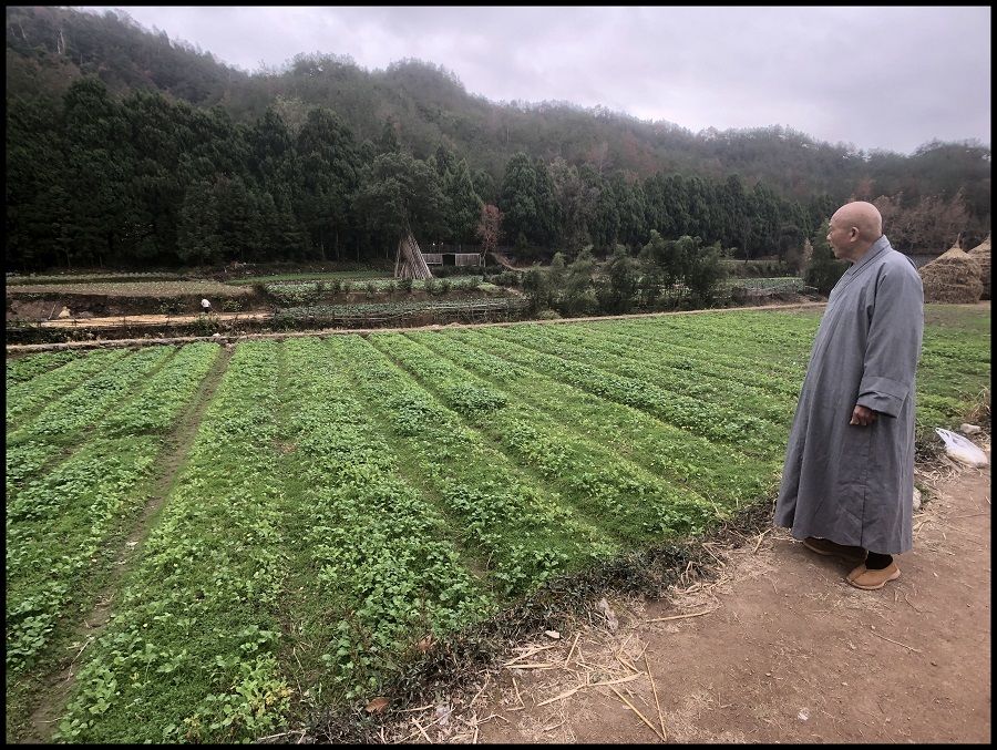 A monk from the Guoqing temple on Mount Tiantai observes the agricultural land around the temple.