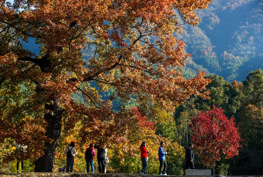 Visitors in Tachuan National Forest Park, Huangshan City, Anhui province, China, on 20 November 2023. (CNS)
