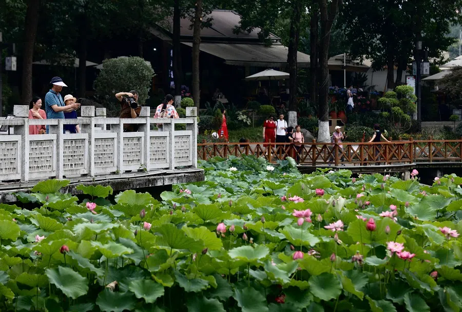 Blooming lotus flowers at the Chengdu Culture Park on 26 May 2025. (CNS)