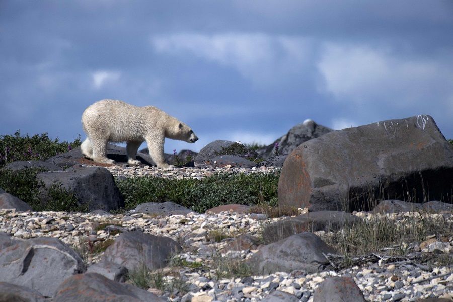 A polar bear looks for something to eat near Churchill, Manitoba, Canada, on 4 August 2022. (Olivier Morin/AFP)