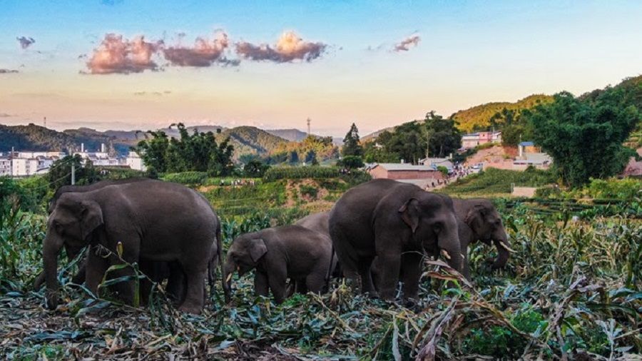 Elephants forage at a farm near Simao district in Pu'er, Yunnan province, China. (Zheng Xuan/State-Owned Asian Elephant Research Center)