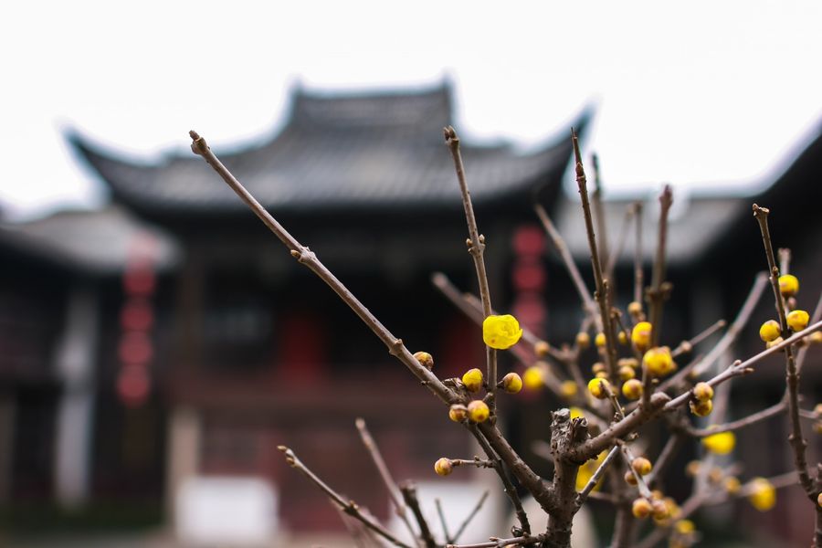 The wintersweet, the last remaining breath of fresh air in this cold, dark, chilly winter of Jiangnan. (iStock)