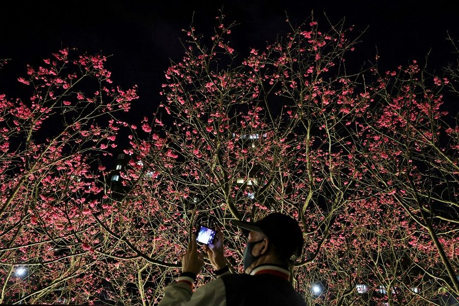 A visitor takes a picture of cherry blossoms, lit up at night, at LOHAS Park in Taipei, Taiwan, 12 February 2023. (I-Hwa Cheng/Reuters)