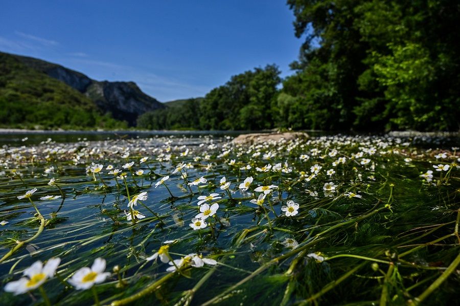 Water buttercups are seen in the Ardeche river in the Gorges de l'Ardeche, also known as the 'European Grand Canyon', in southern France, as the country is under a strict lockdown to curb the spread of the Covid-19 pandemic, on 7 May 2020. (Philippe Desmazes/AFP)