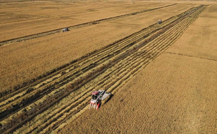 This aerial photo taken on 19 October 2021 shows farmers harvesting rice at a paddy field in Shenyang in China's northeastern Liaoning province. (AFP)