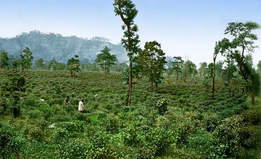 Darjeeling, India, 1870s. A view from a hilltop southward overlooking Darjeeling, where tea-planting began in the 19th century when the British imported tea from China. The region is known for red tea.