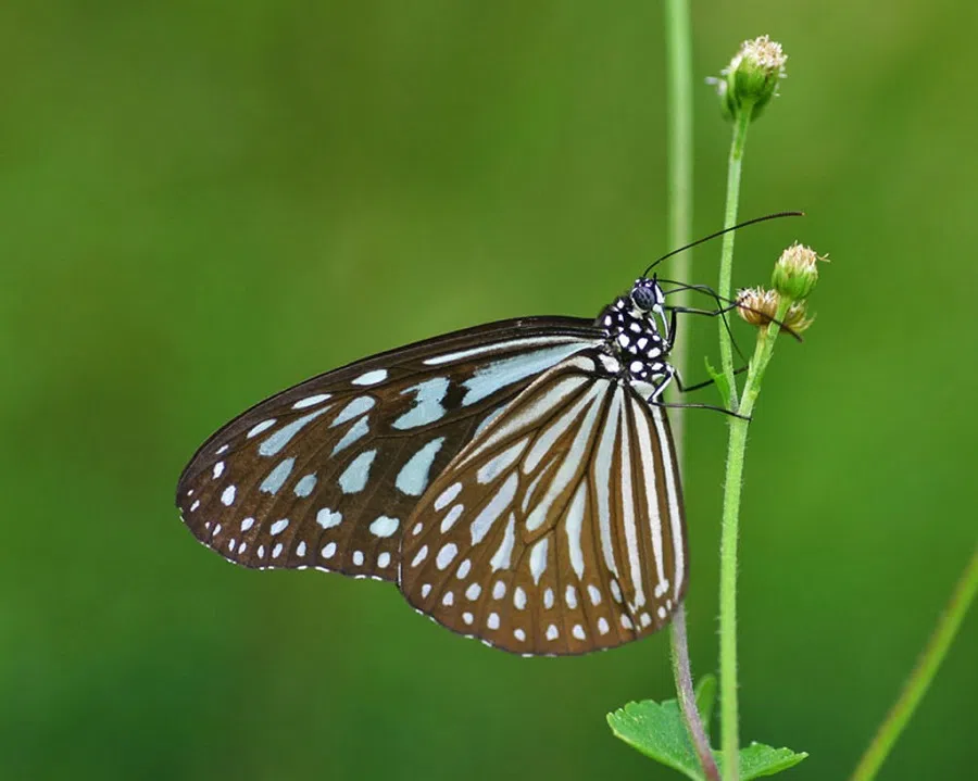 What type of qing is the blue tiger butterfly? (Photo: Gan Cheong Weei)