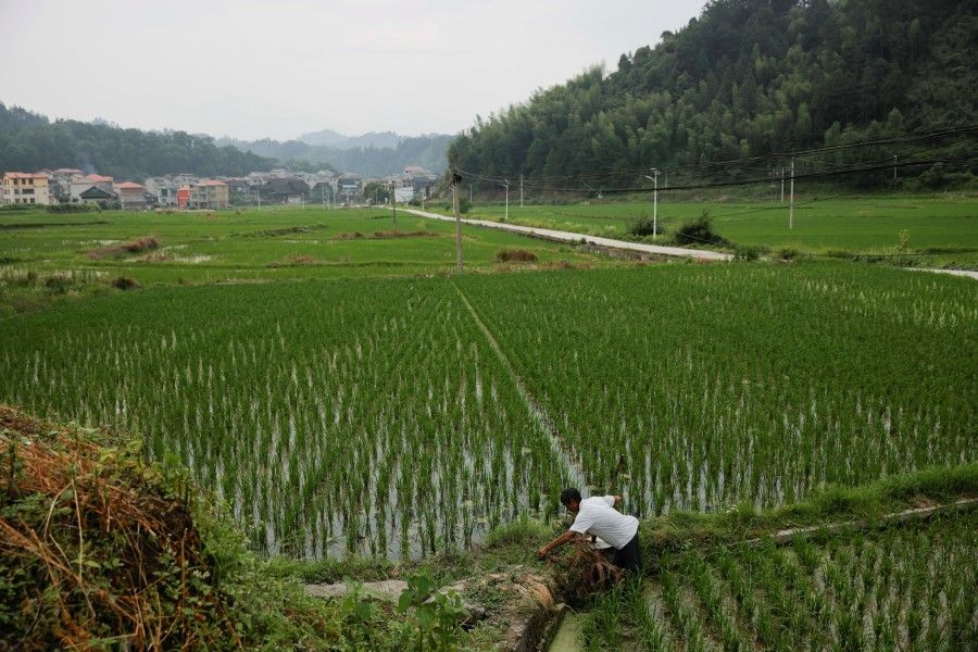 A farmer tends to his rice field in the village of Yangchao in Liping County, Guizhou province, China, 11 June 2021. (Thomas Peter/Reuters)