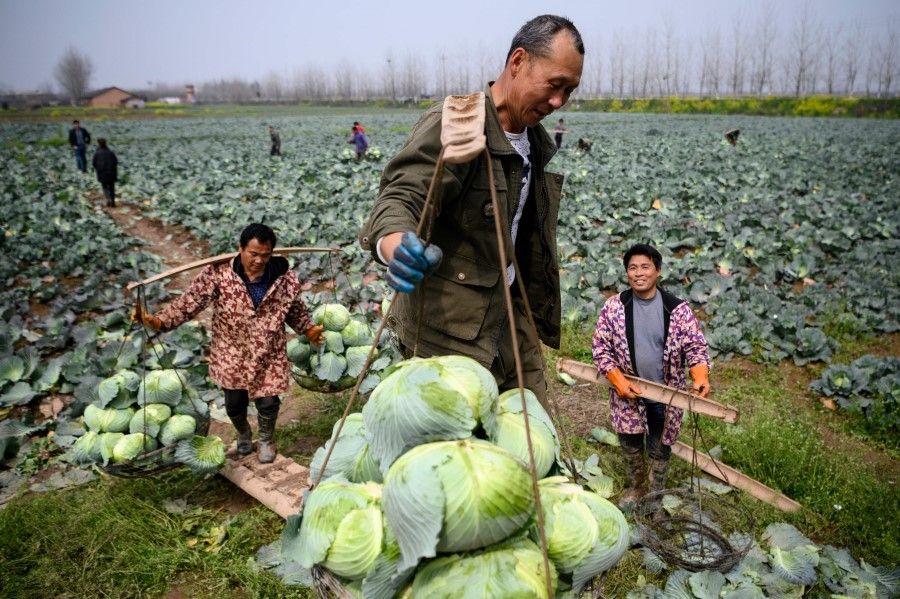 Farmers harvest cabbage at Huarong county in Hunan province, March 5, 2020. (Noel Celis/AFP)