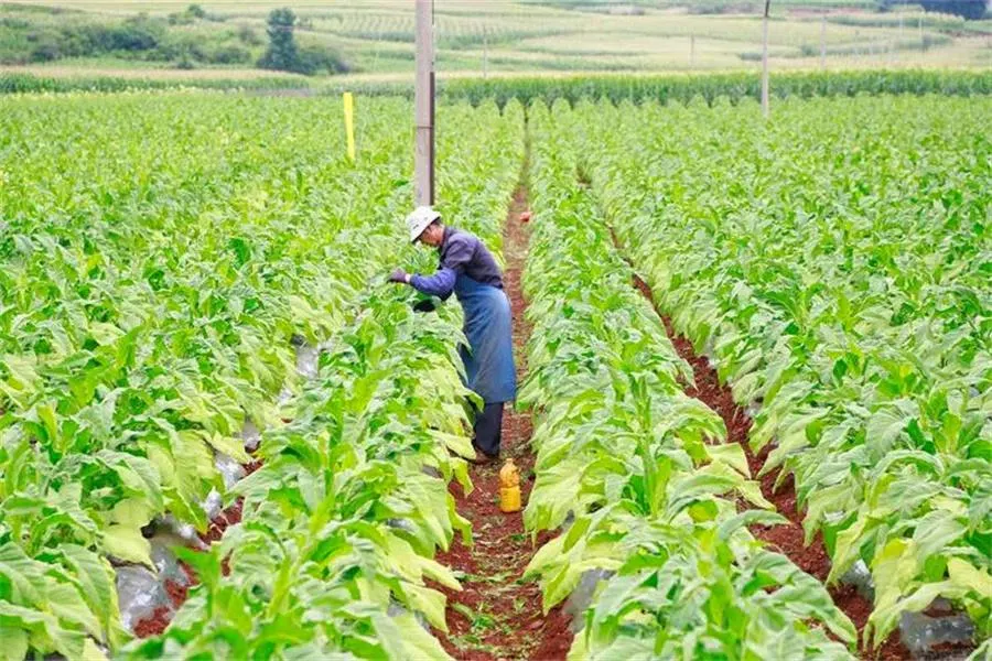 A tobacco farm in Yunnan, China.