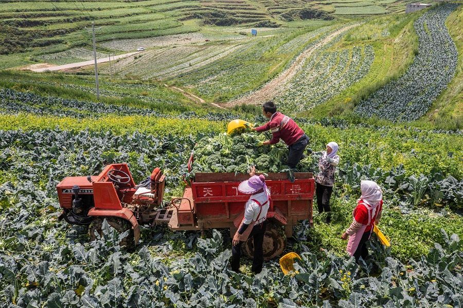 Farmers harvest broccoli at a field in Bijie, Guizhou province, China on 8 July 2021. (STR/AFP)
