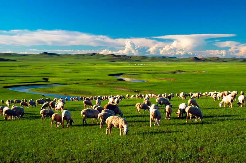 Sheep grazing grass on the plains of Inner Mongolia. (Chan Brothers Travel)