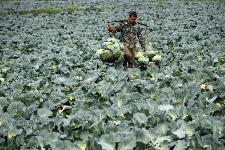 A farmer harvests cabbage at Huarong county in Hunan province, March 5, 2020. (Noel Celis/AFP)